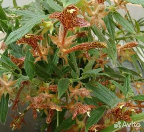 Комнатные ампели