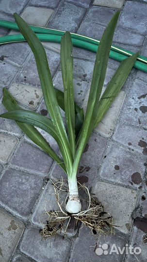 Гименокаллис, эухарис, фикус