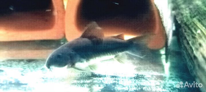 Коридорасы