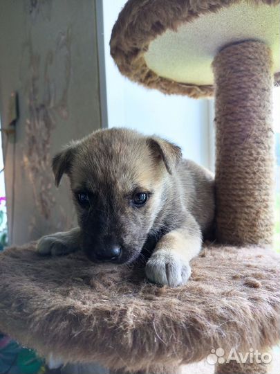 Серьезные щенки для серьезной работы