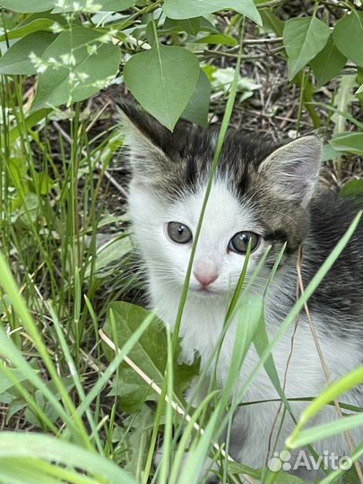 Котенок девочка,1,5 мес