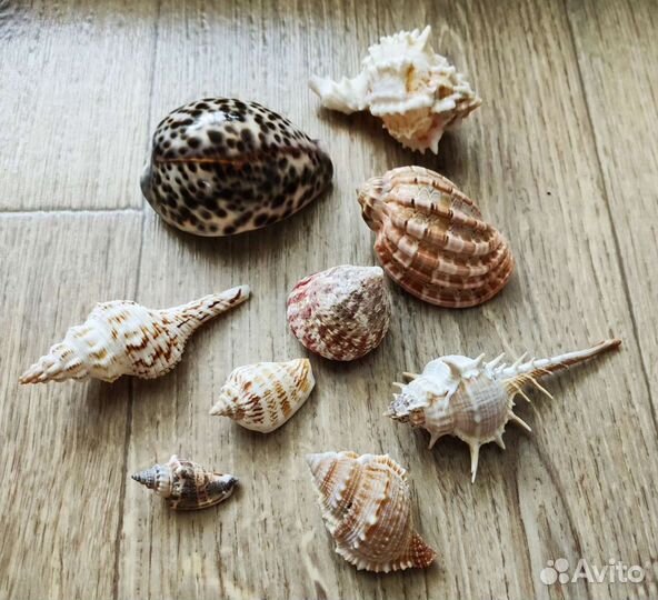 Набор ракушек