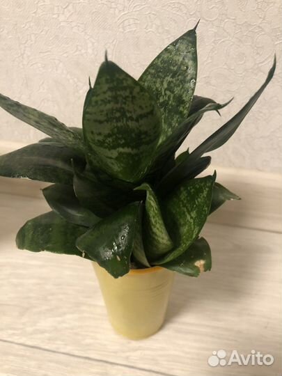 Сансевиерия