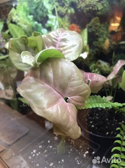 Сингониумы сортовые