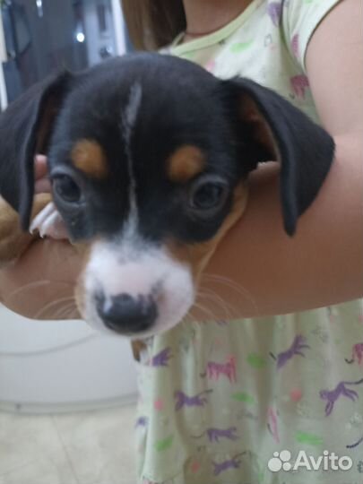 Продам той терьера