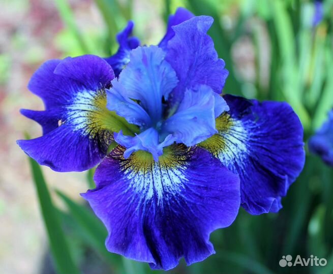 Ирис сибирский