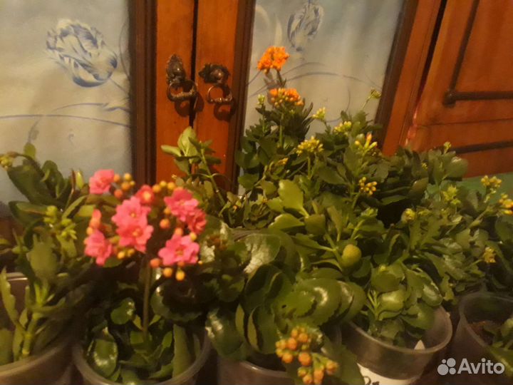 Каланхоэ цветущий