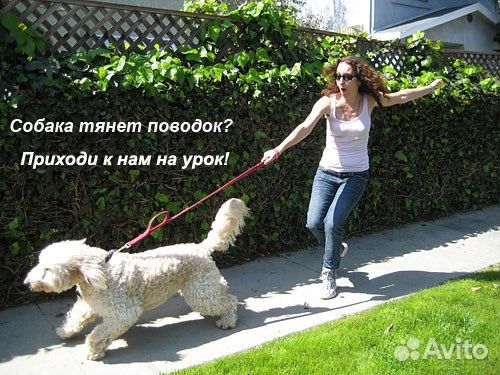 Зоо-отель для животных, дрессировка собак