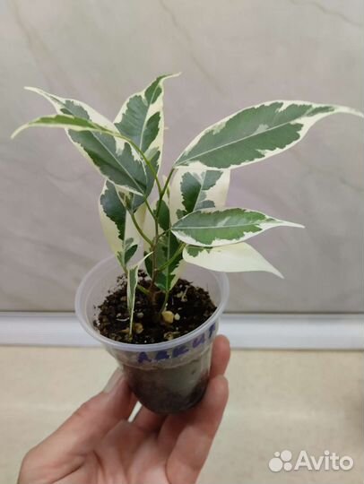 Фикусы сортовые