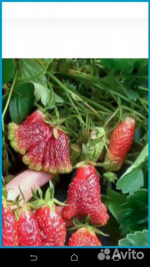 Кустик клубники 5 сортов