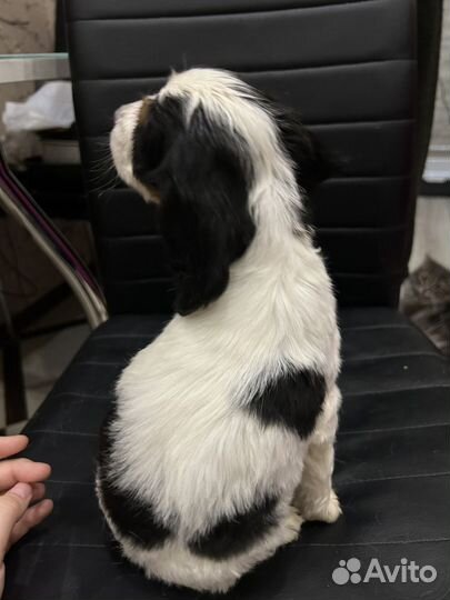 Плюшевые спаниели