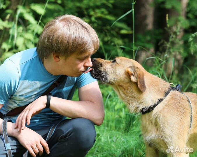 Собака в добрые руки