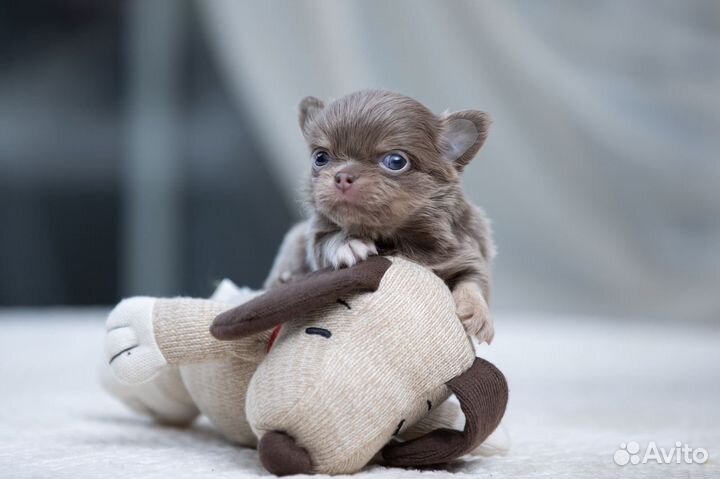 Чихуахуа шикарные щенки Мини и Ст