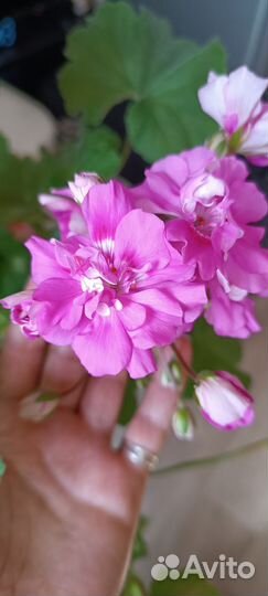 Пеларгонии сортовые Сиреневый туман
