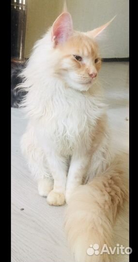 Мейнкун кот 5месяцев