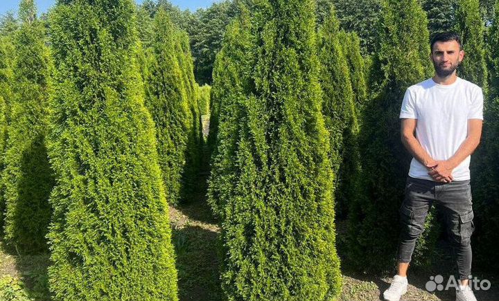 Туя Смарагд для живой изгороди