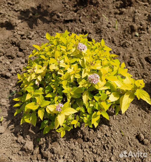 Бузульник, спирея, шалфей