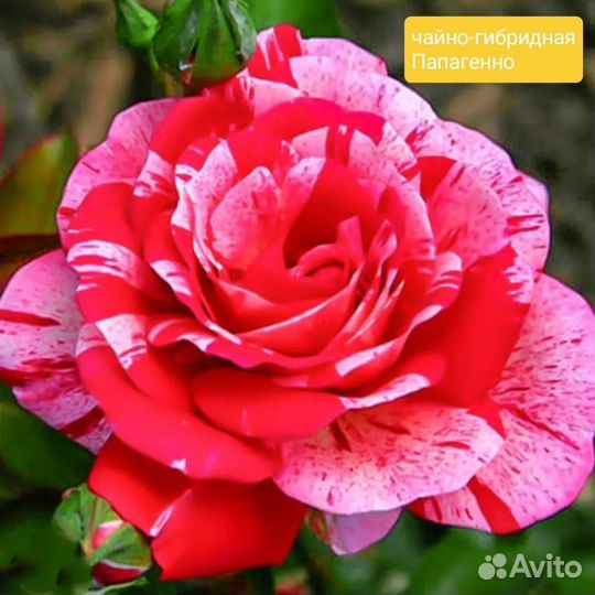 Саженцы роз