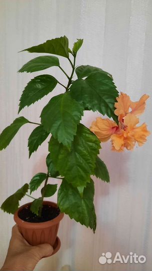 Гибискусы разных сортов