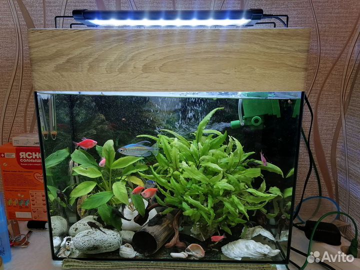 Аквариум с рыбами