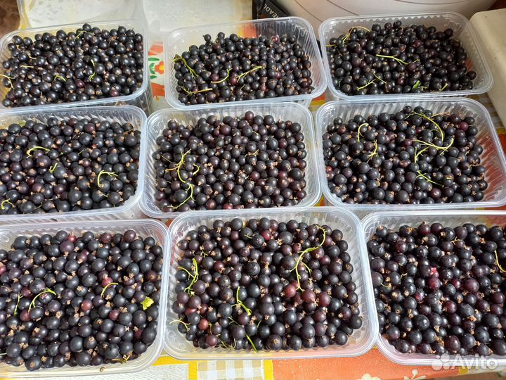 Смородина,малина