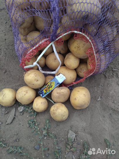 Семенной картофель Ривьера