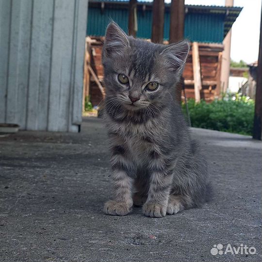 Котята (белые и серо-пятнистый)