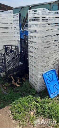 Ящик пластиковый. Молочный. Пенопластовый. Бананов