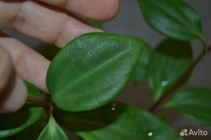 Пеперомия перескиелистная. Цветы.Растения