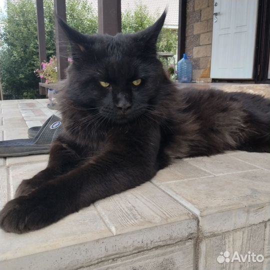 Вязка мейнкун