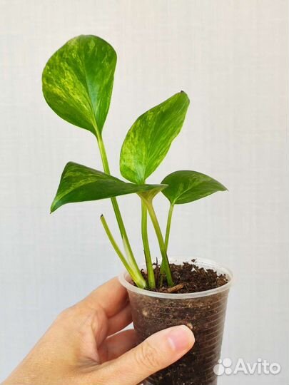 Сциндапсус/эпипремнум/филодендрон/монстера