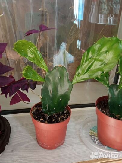 Кактус опунция