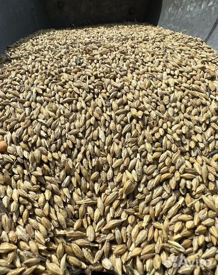 Пшеница, ячмень, горох, отходы