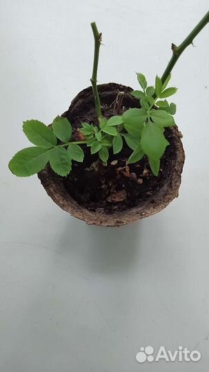 Роза комнатная домашняя