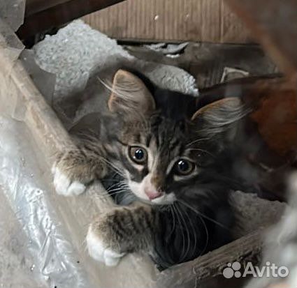 Котятки в добрые руки
