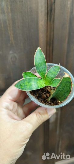 Сансевиерия