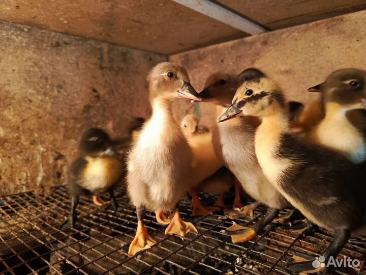 Утята голубой фаворит