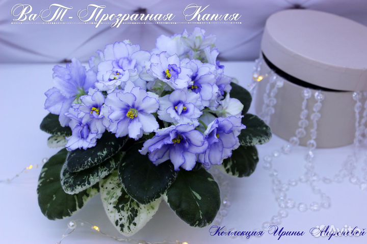 Сортовые Фиалки (+новинки). Часть 1