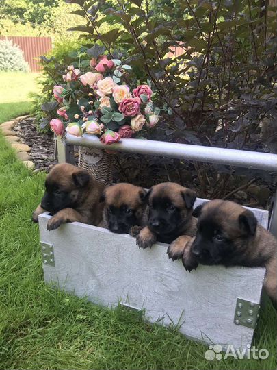 Щенки Бельгийской овчарки Малинуа