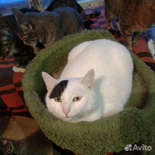 Белоснежный котик с чёрной челкой