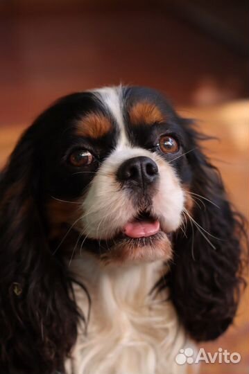 Кавалер кинг чарльз Спаниель вязка