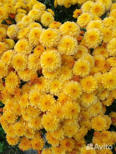 Хризантема