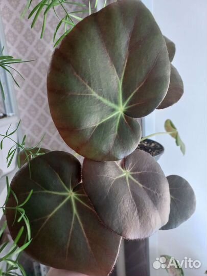 Бегония декоративно лиственная