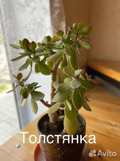 Комнатные цветы