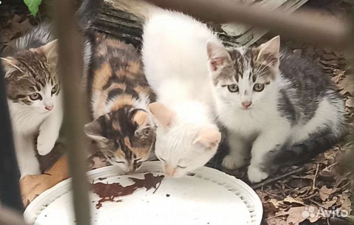 Котята в добрые руки