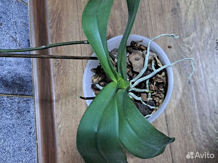 Орхидея фаленопсис