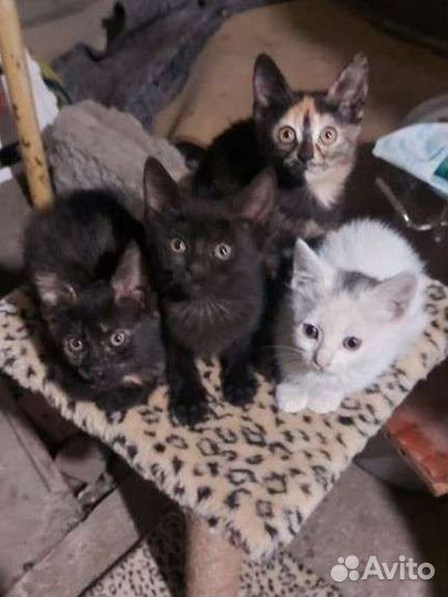 Котята в поисках дома и любящих хозяев