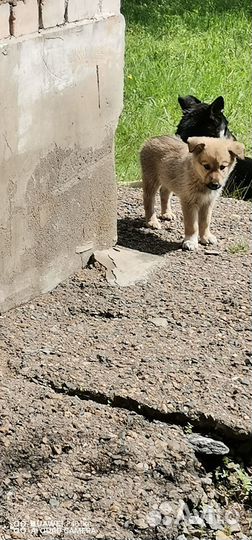 Щенки 2 месяца