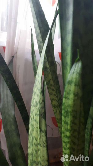 Сансевиерия (Щучий хвост)