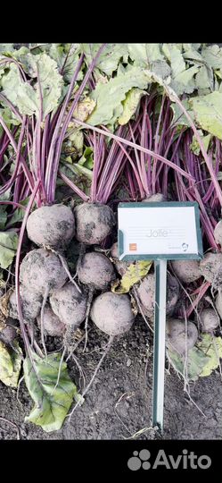 Семена Свеклы Джоли